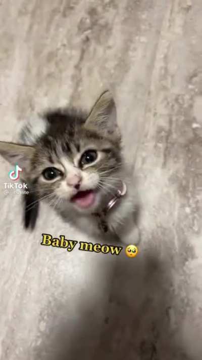 Another adorable cat video.
