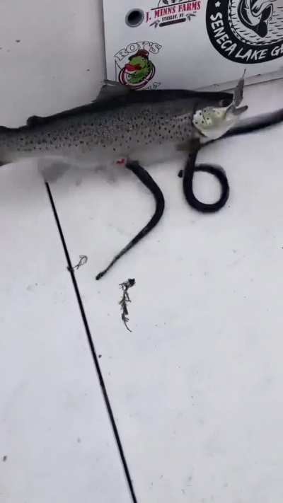 Don't know what it is, basically fish being eaten by eel?
