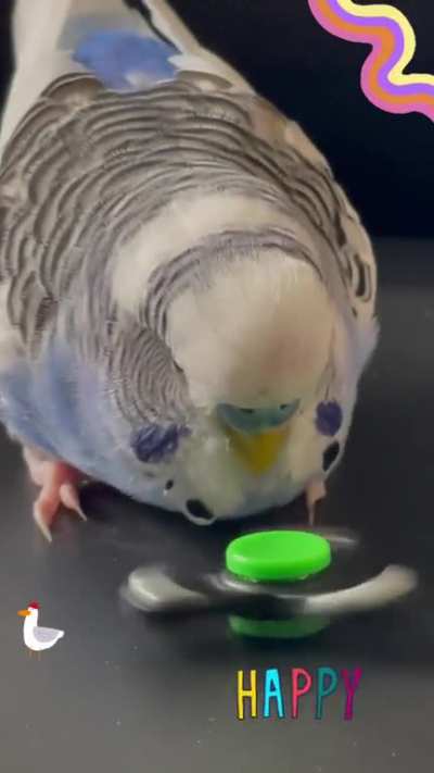 Bro knows how to use da fidget spin &eth;&curren;&macr; (IG:peanutthecrazybudgie) **NOT MINE