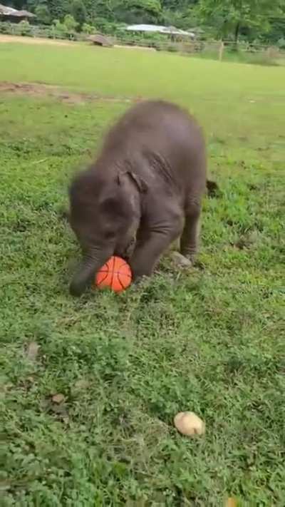 baby elephant playing with ball