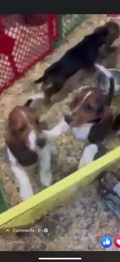 We are getting this little dude Tomorrow. Driving 3 hours but that is perfect fine. Mom&rsquo;s been wanting one so I decided to go get him and surprise her with him. Does anyone know what his coloring would be considered? He is the one with heart on his butt w
