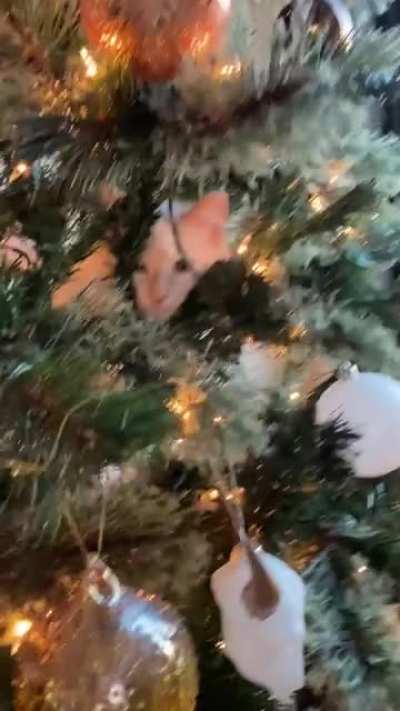 She didn&rsquo;t want to get out of the tree this morning.