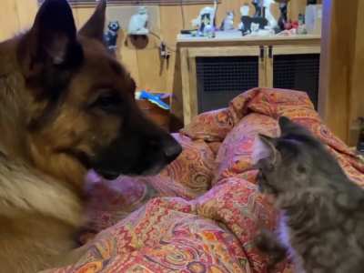 Tiny Smokey is Definitely not Afraid of Pi...