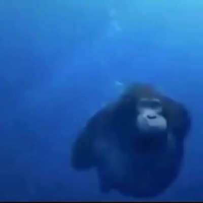 sea monker