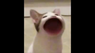 *pop*