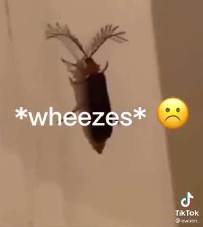 "Eyelash bug"