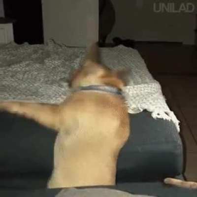 Dog is Eaten Alive!