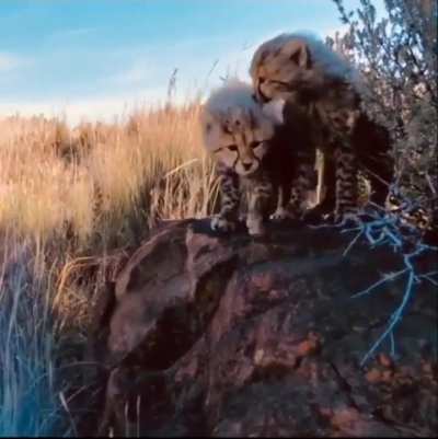 🔥 This cheetah introduces a photographer to her little one