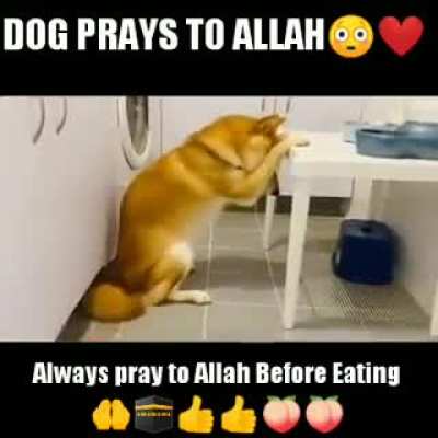 LOLOLOLOL I REPOSTED THIS. LOL GIVE ME INTERNTE POINTS BECAUSE HARAM IS NOW CONSIDERED HALAL. THe pain is so hard. You don't know how hard it is seeing how we stray from allah each and every day😞😞😞