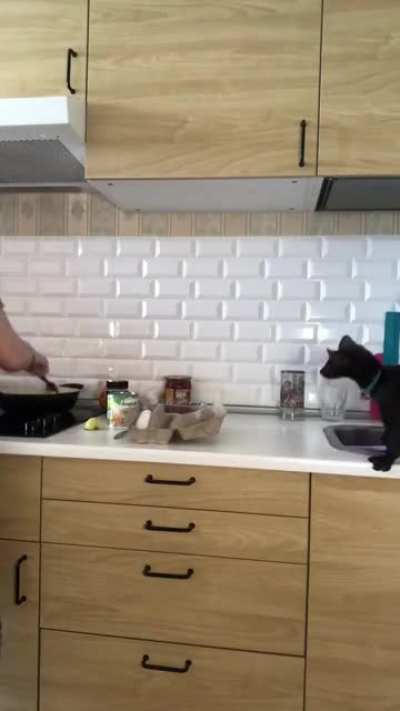 Sable&rsquo;s reaction to a cold egg