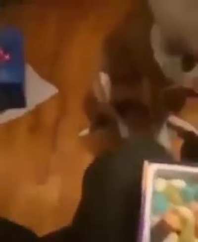 Jellybean dog