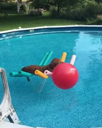 Chill waterdog