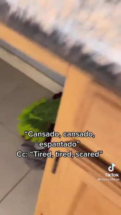 🦜jeje🦜
