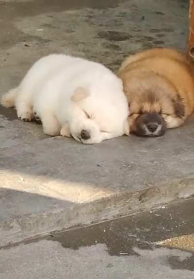 I saw two cute little dogs on the roadside