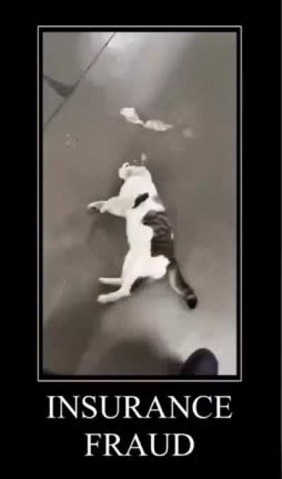insurance fraud