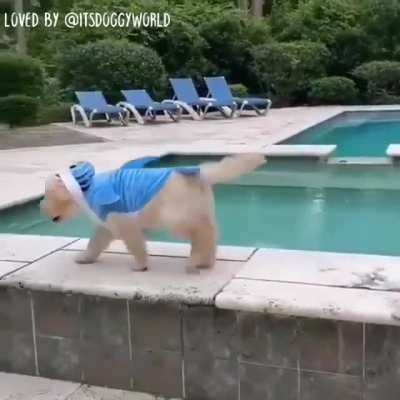 Shark dog