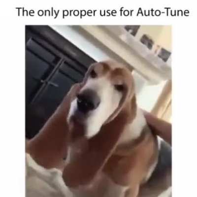 Good boy