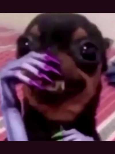 chile dog