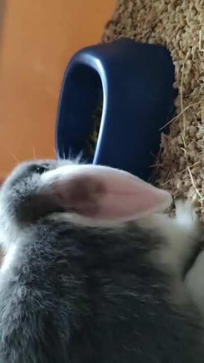 Got my first cutiepie! Say hello to Oreo Whitesugar!