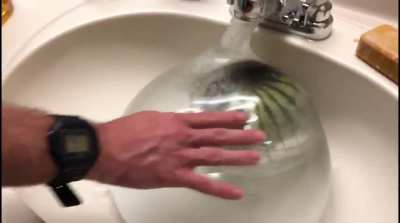 Watermelon inside a condom full of water