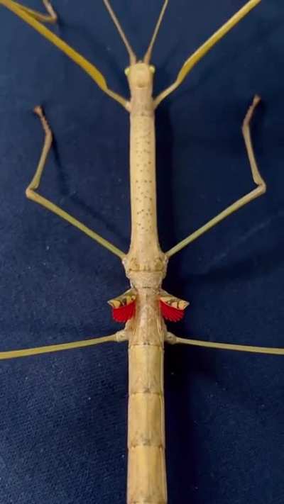 Phaenopharos khaoyaiensis with tiny wings