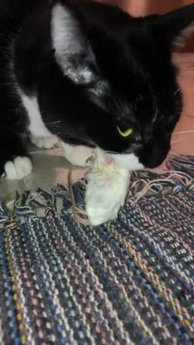 As requested, here&rsquo;s a vid of my cat eating a whole raw mouse. (Not too graphic, watch with sound)