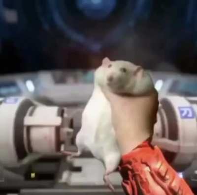 Useless rodent oh no