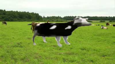 Video de la vaca esa
