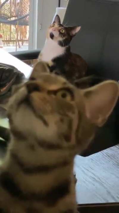 They found a baby dragonfly on the ceiling&hellip;