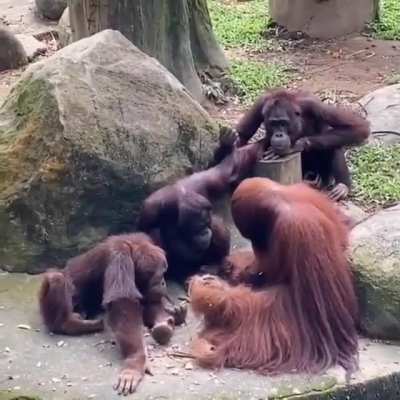 arkadaki orangutan: "senin kıracağın cevizi s.kim"