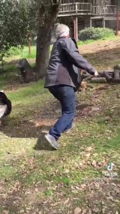 These wild turkeys don&rsquo;t seem to know they are wild