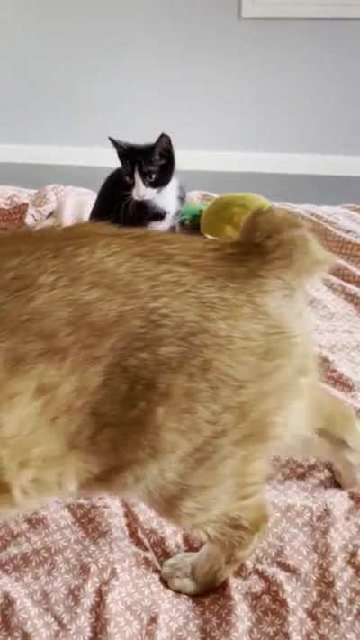 Kitten Vs Cat
