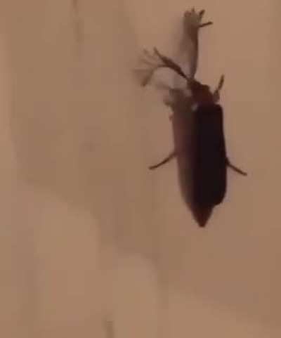 Bugs are SCAAAARY