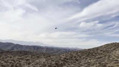 My macaw is freeflight trained, meaning that I trained him to fly outdoors and return to me. Here&rsquo;s one of our best flights since we started a year and a half ago: