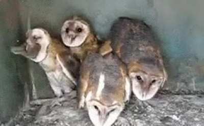 This owl gif I just remembered that went round like 10 years ago