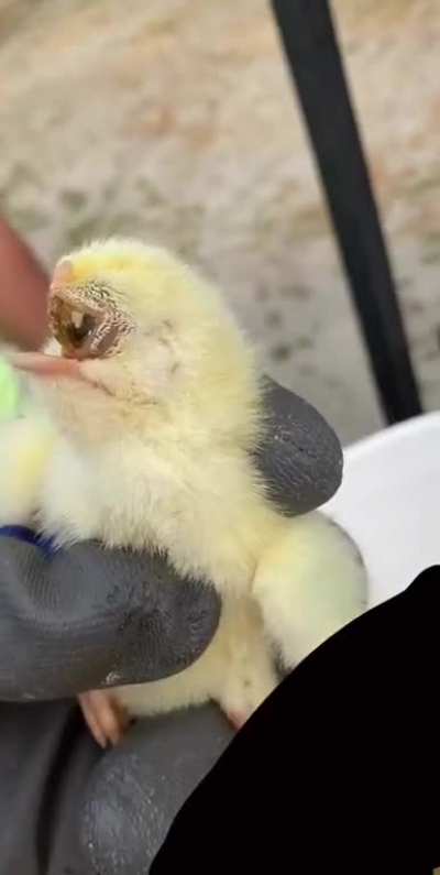 Cyclops Chick