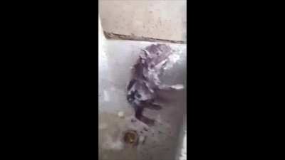 ratatouille