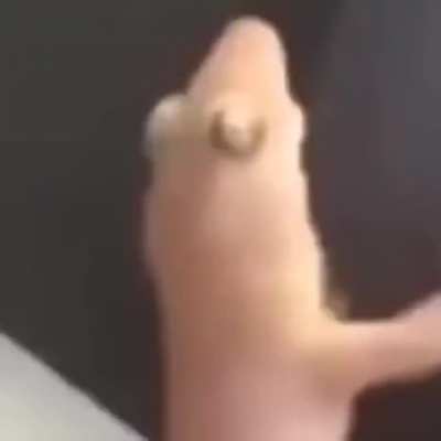 Lizard