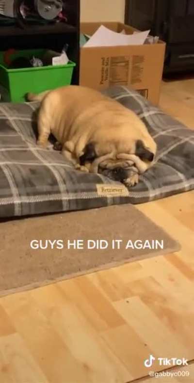 This fat little guy was tired.