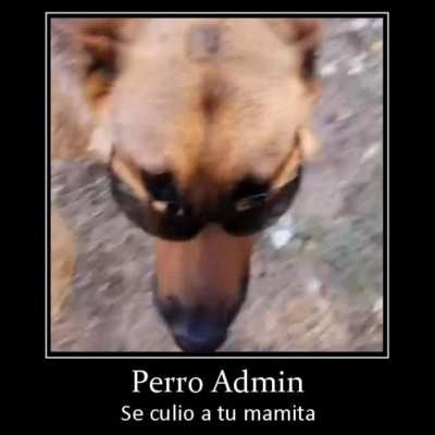 Perro Admin