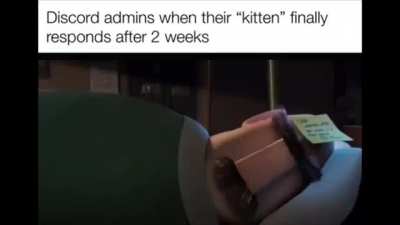 Kitten