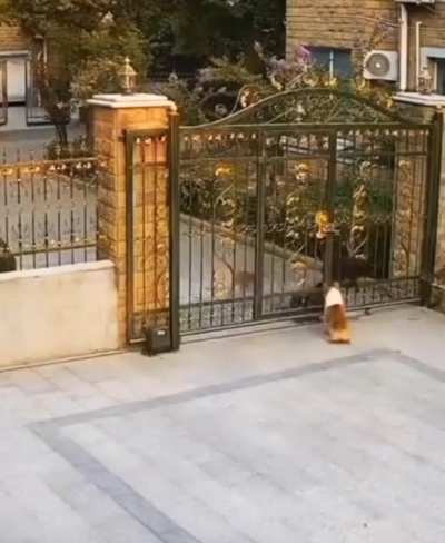 1 dog vs 3 dogs!