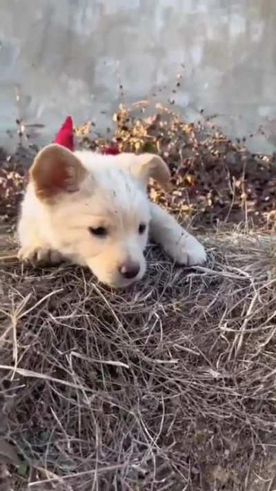 Lil pupper. Wait for the end. Not OC