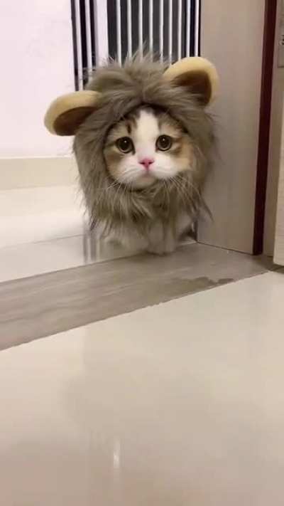Cute lion cub.