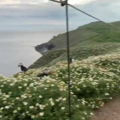 🔥 Puffin colony on Skomer island, Wales 🔥