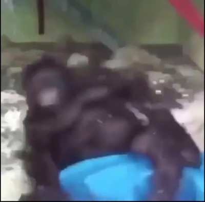 Funi munky