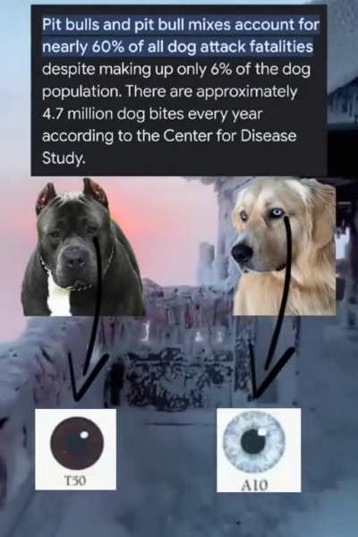 Now Yuo See