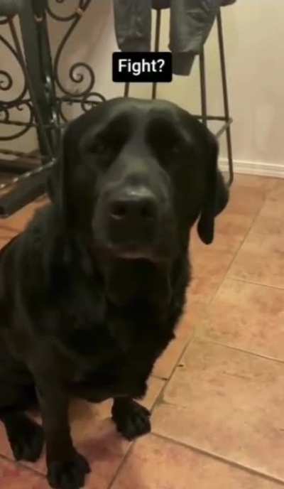 Doggo does happy derps when their human finally says &ldquo;eat.&rdquo;