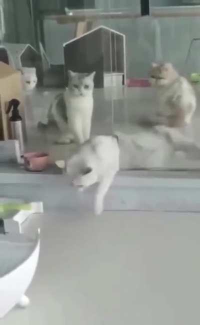 Mission Impawssible