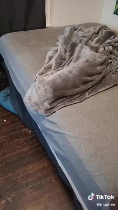 Dog in a blanket